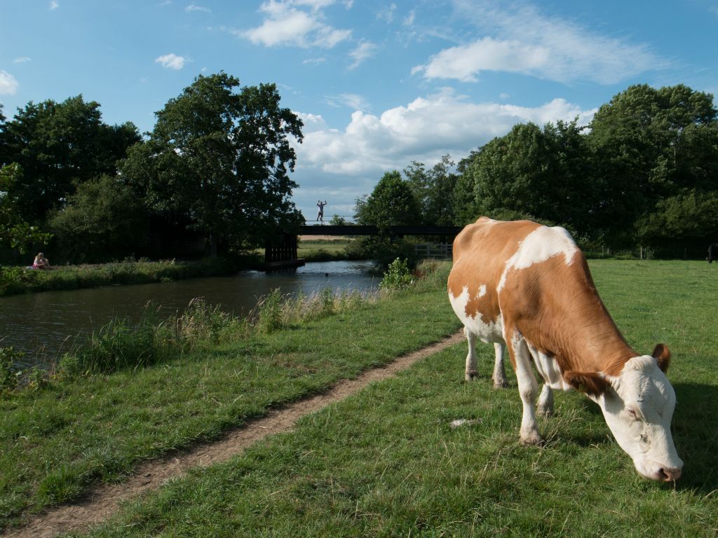 A swimmer jumps into the River Ouse at the Anchor Inn near Lewes while a cow eats to the side.