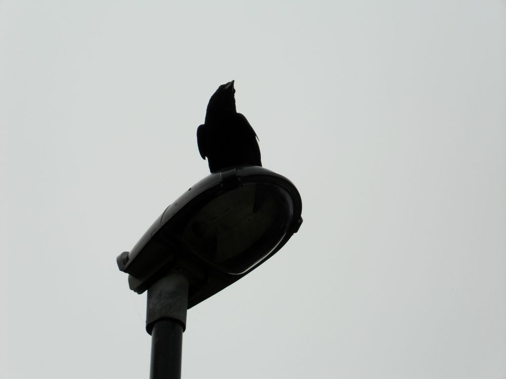 A monochrome crow.