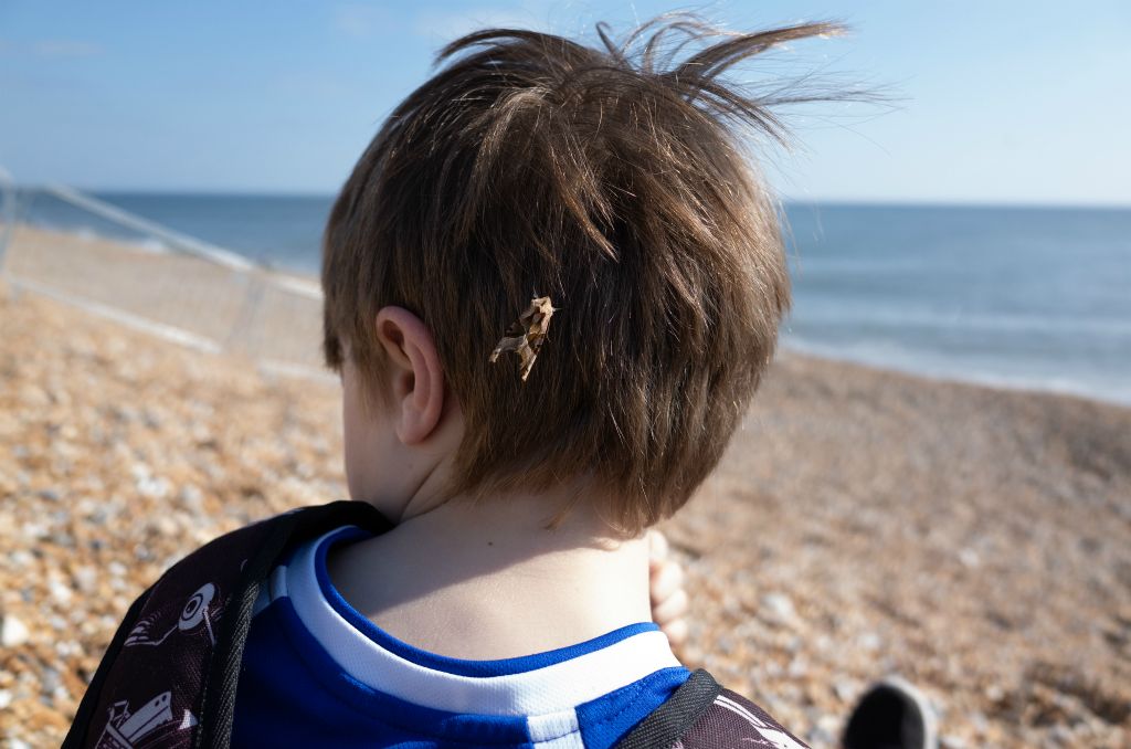 A moth is photographed after landing on the back of a young boys head whilst visiting the beach.