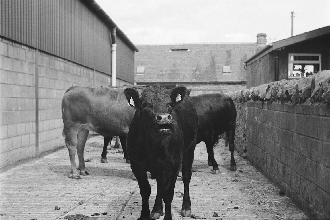 West mid Lamberkin Farm, 2004