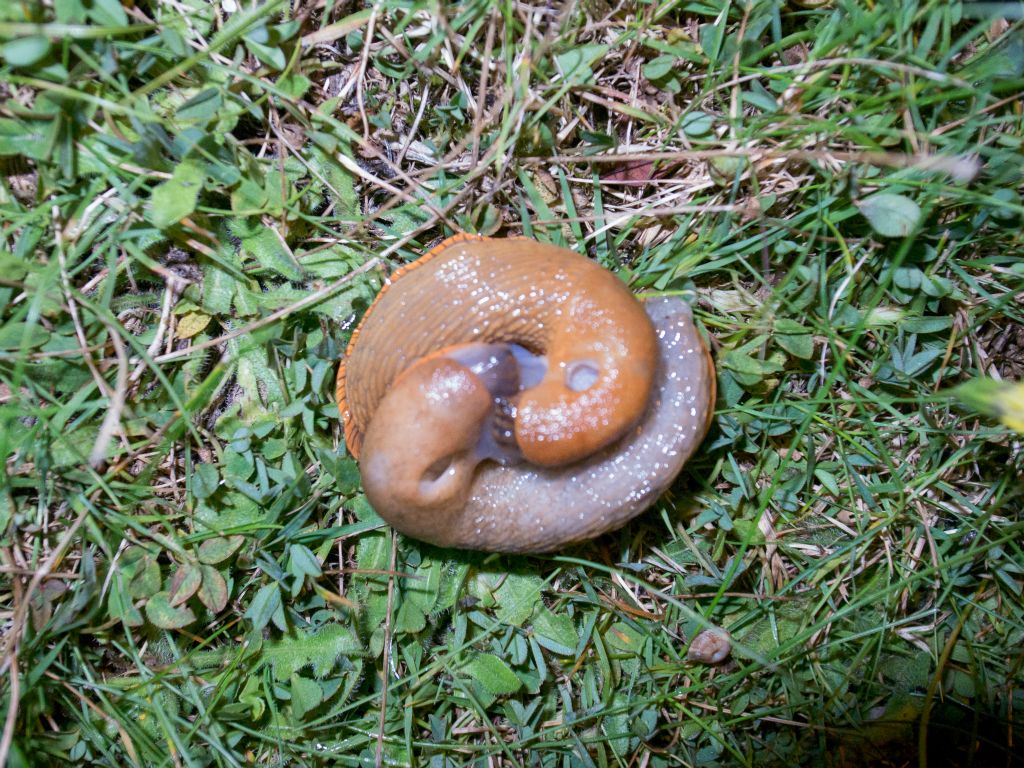 Slugs Mating