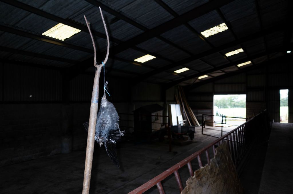 A dead crow, presumably shot, is tied by the leg to a pitchfork by blue twine. It hangs in a large farm shed.