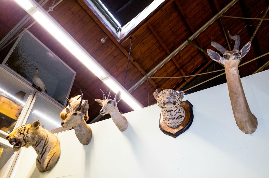 A row of stuffed animal heads mounted to a white wall depicting a Tiger, three Dear-like animals and a Leopard which is staring right down the lens.