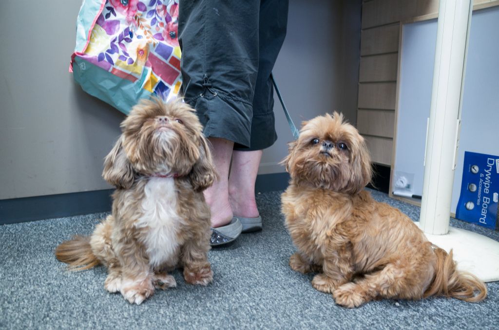 Two fawn coloured small dogs wait patiently at their female owners legs in what appears to be a shop queue.
