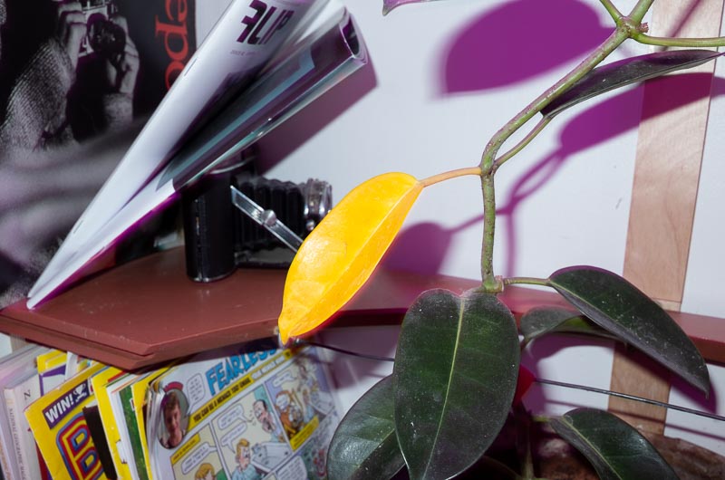 Dead Leaf, 2020