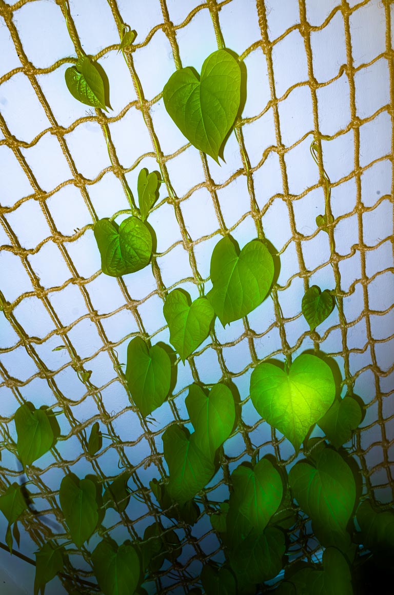 Indoor Ivy, 2021